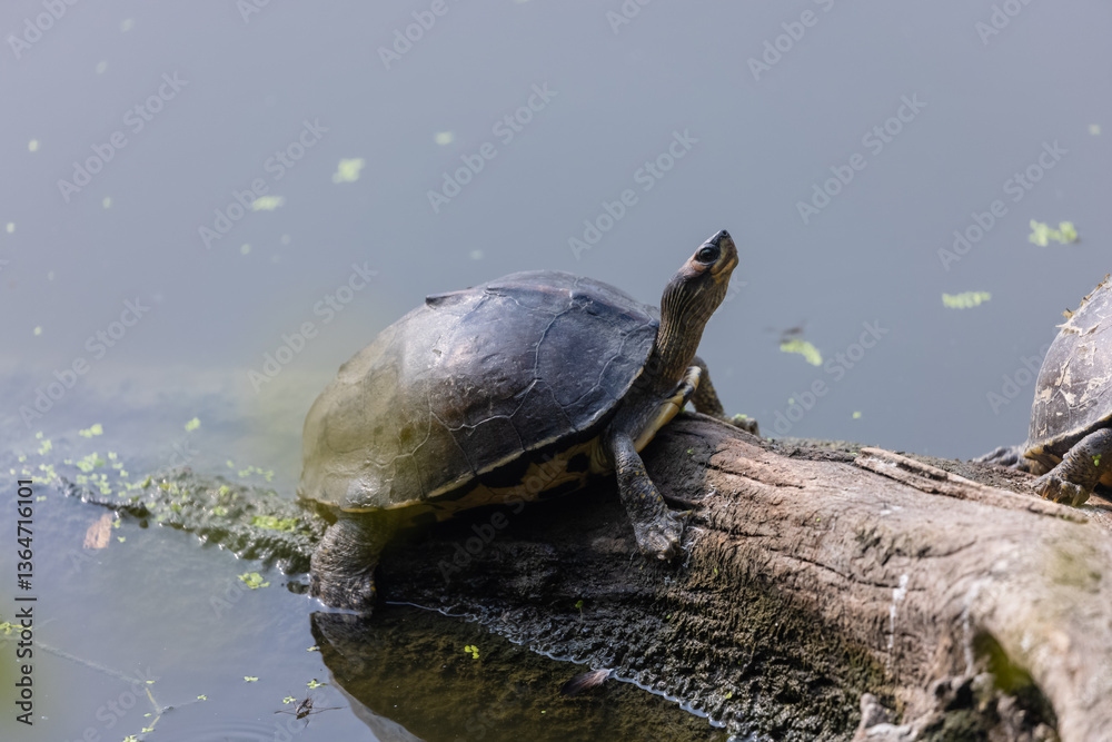 Fototapeta premium Indian roofed turtle (Pangshura tecta) taking sunbath on tree near green water body.