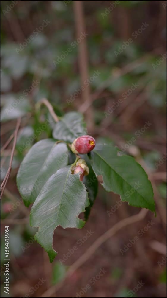 林の中で揺れる寒椿の蕾 林の中で揺れる寒椿の蕾