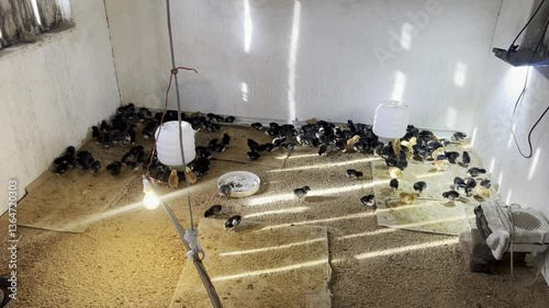 baby chicken at poultry farm