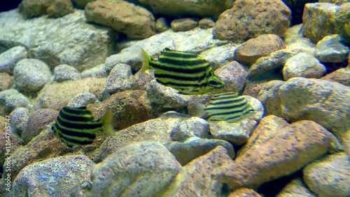 Shoal of fish Microcanthus strigatus swimming in an aquarium. Stripey fish swimming in a tank with rocks. Beautiful exotic tropical fish in a marine aquarium. Portugal Lisbon Oceanarium