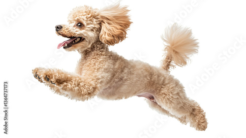 Adorable fluffy poodle dog jumping with excitement