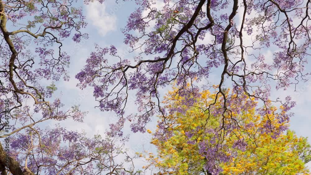 A stunning jacaranda tree in full bloom during spring, viewed from below with its purple flowers against a clear sky.