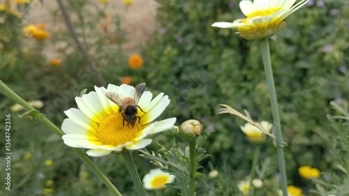 A honey bee collecting nectar from a bright yellow daisy flower, pollination in action, essential for biodiversity and the ecosystem in a vibrant field