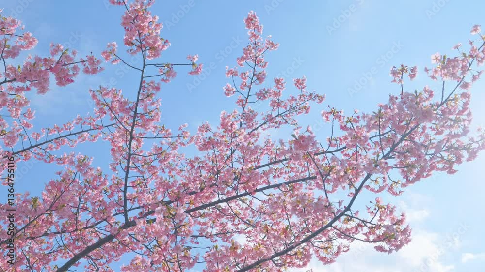 Spring scenery, beautiful cherry blossoms, blue sky Spring scenery, beautiful cherry blossoms, blue sky