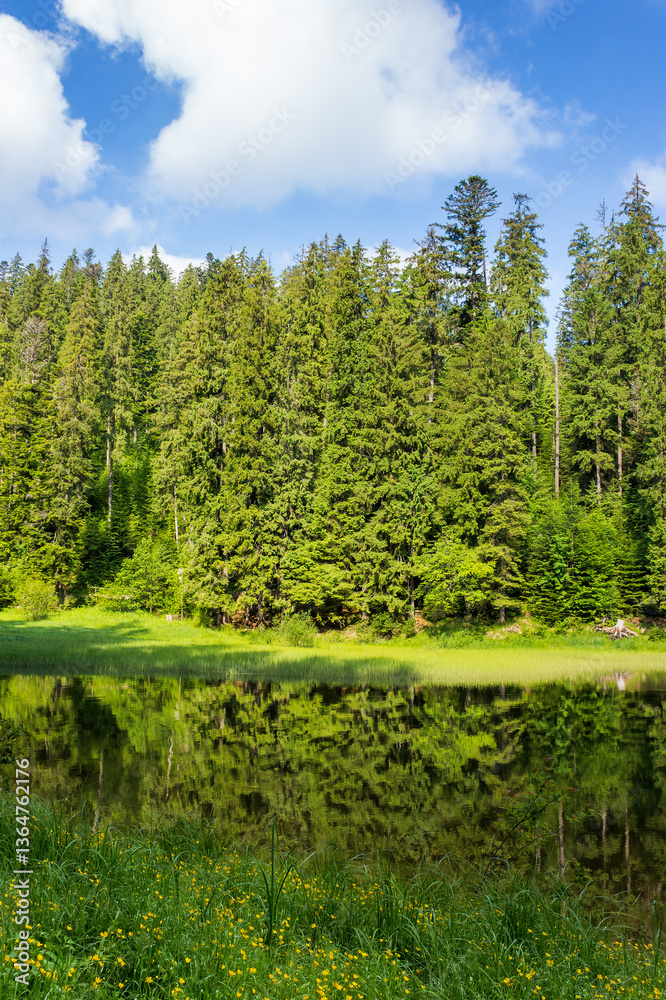 lake among spruce forest. peaceful alpine wilderness. green trees reflecting on the calm water surface. wonderful summer scenery on a bright sunny day