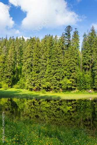 Obraz na płótnie lake among spruce forest. peaceful alpine wilderness. green trees reflecting on the calm water surface. wonderful summer scenery on a bright sunny day w salonie