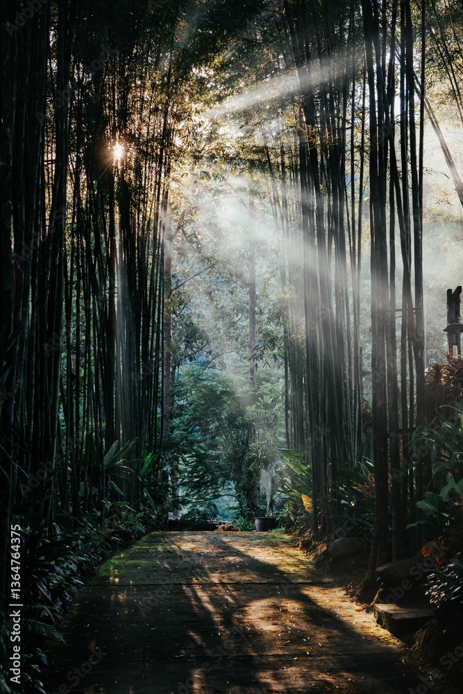Fototapeta premium Sunlight in Bamboo Forest