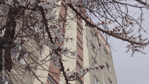 Spring Awakens – Budding Trees and Cityscape Renewal