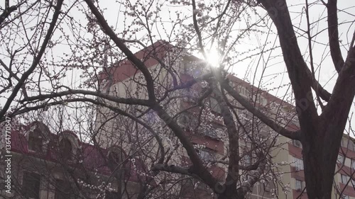 Spring in Bloom – Flowering Trees and Cityscape