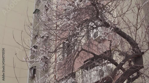 Urban Spring – Blossoming Trees and Cityscape