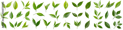 Diverse assortment of vibrant green leaves from various plants and trees arranged in a natural botanical setting