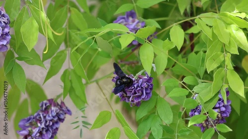 Solitary bee, Violet Carpenter bee Xylocopa violacea is collecting pollen on a wisteria for its offspring in nest.	