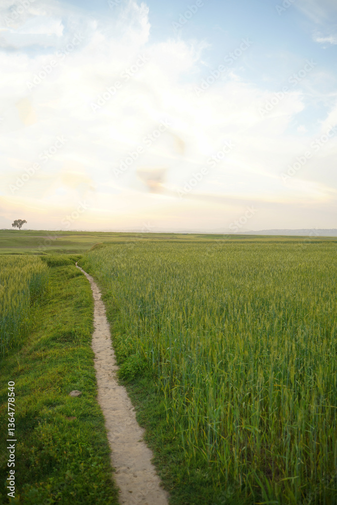 A winding dirt path cuts through a lush green wheat field under a soft sky, creating a peaceful rural landscape at sunset. A winding dirt path cuts through a lush green wheat field under a soft sky, creating a peaceful rural landscape at sunset.