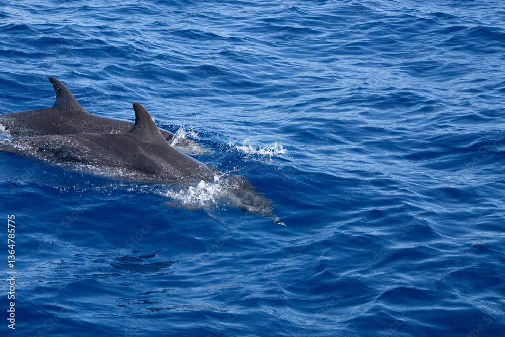 Fototapeta premium Delfine