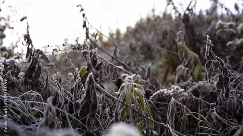 Frost-covered plants in a peaceful meadow during early morning light in autumn