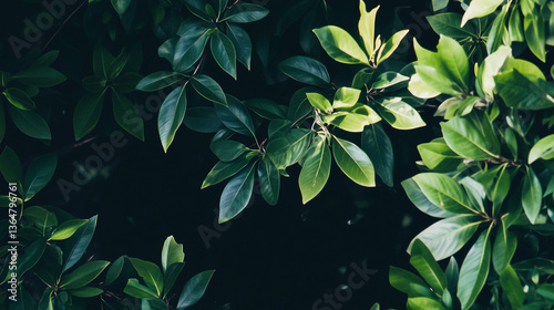 Lush Green Foliage with Dark Natural Background