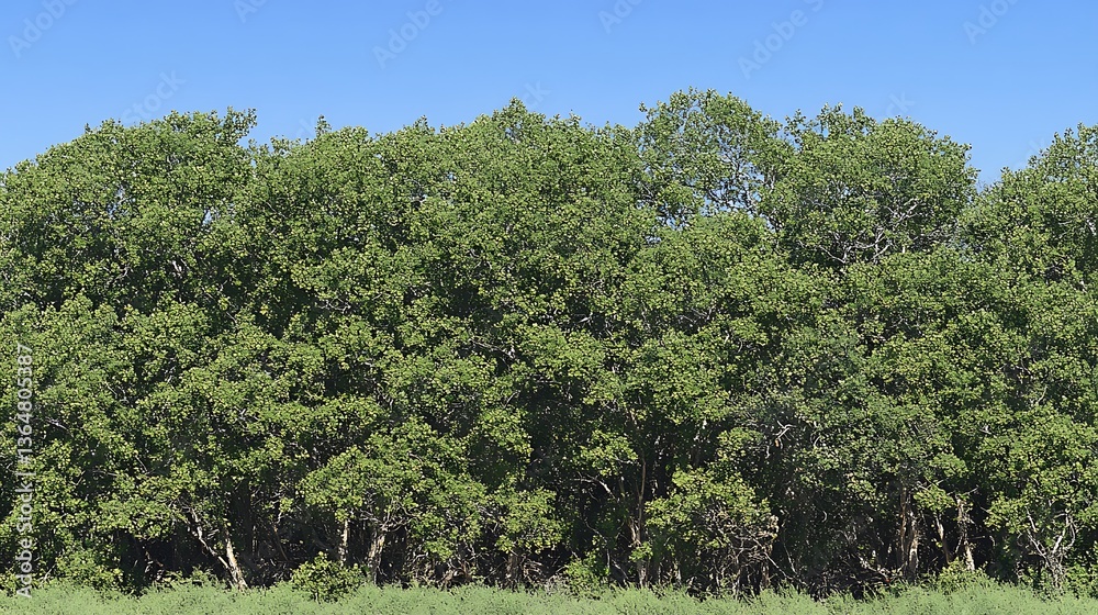 Lush green trees and foliage under a clear bright blue sky Lush green trees and foliage under a clear bright blue sky