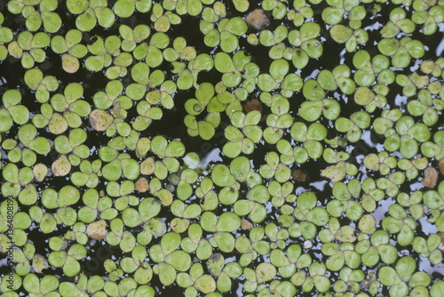 background of green leaves