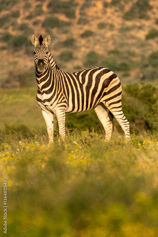 Obraz premium zebra in the grass