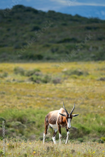 antelope in the wild