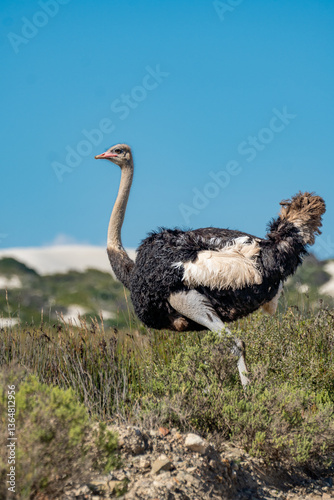 ostrich in the wild