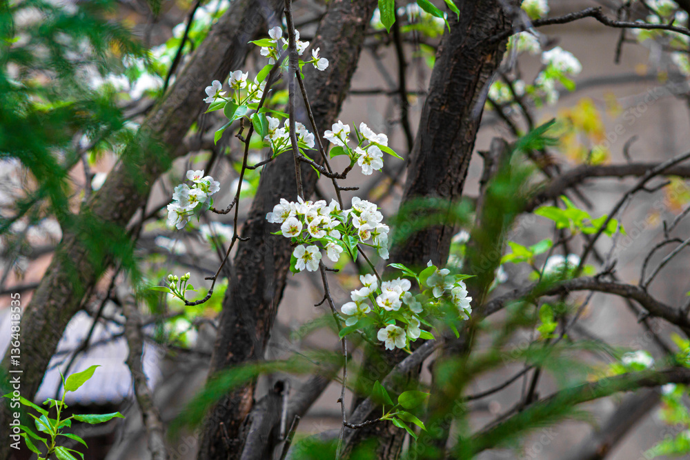 Fototapeta premium Spring blooming white pear flowers on tree branches. Blurred branches, leaves and bushes in the background. Colorful colors of greenery