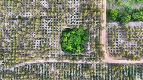 Aerial View of Lush Green Landscape with Rows of Trees, Showcasing Tranquility and Vibrant Contrast in Agriculture and Natures Beauty.