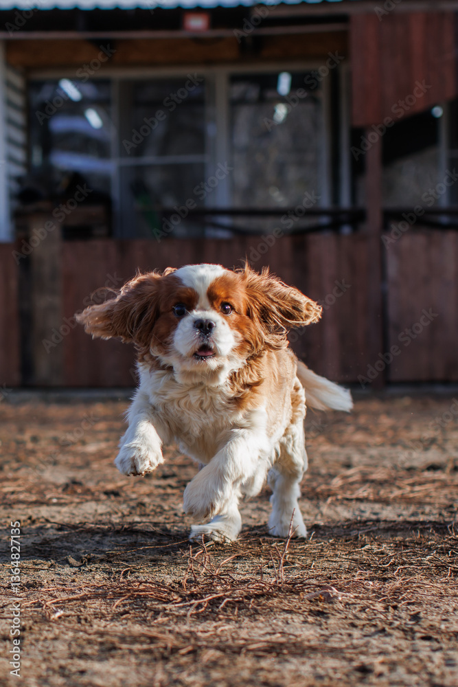 Cavalier King Charles Spaniel runs Cavalier King Charles Spaniel runs