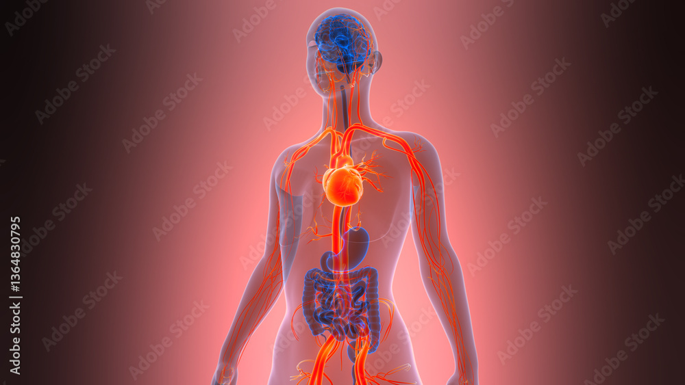Human Circulatory System Heart Anatomy Human Circulatory System Heart Anatomy
