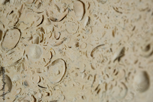 Detailed texture of sedimentary rock showcasing fossilized shells and intricate patterns of prehistoric sea creatures.