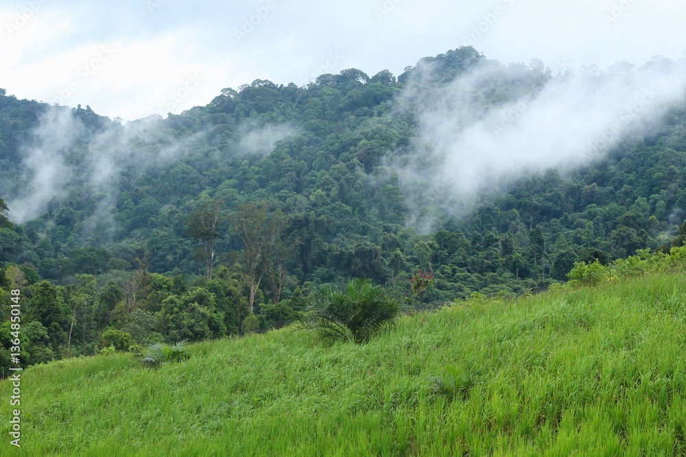 Obraz premium Rice Field or Paddy Field at Meratus Mountain, Borneo Rainforest, Indonesia.