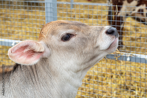 young calf of Swiss cattle breed