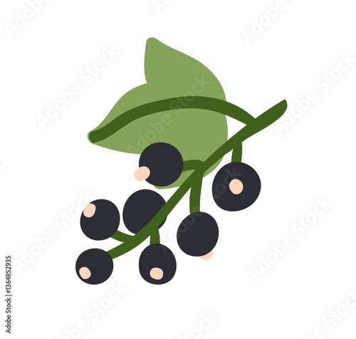 Blackcurrant, berries growing on branch with leaf. Fresh ripe black currant, cassis. Healthy organic food, natural vitamin nutrition. Flat graphic vector illustration isolated on white background