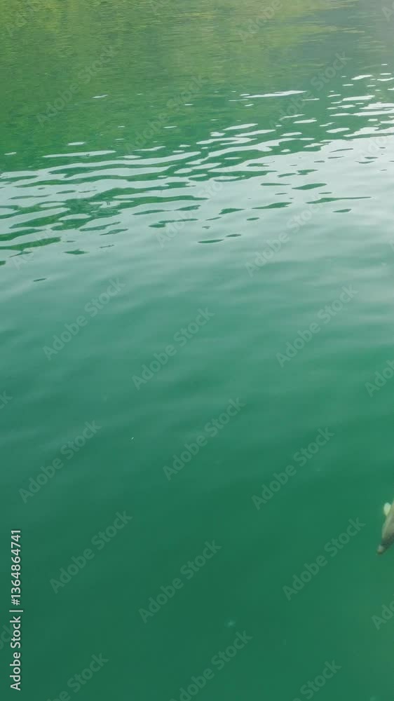 Vertical aerial view of the dolphins slowly swimming in crystal clear turquoise waters. Group of endemic marine mammals migrating along coastline as seen from above. Vertical aerial view of the dolphins slowly swimming in crystal clear turquoise waters. Group of endemic marine mammals migrating along coastline as seen from above.