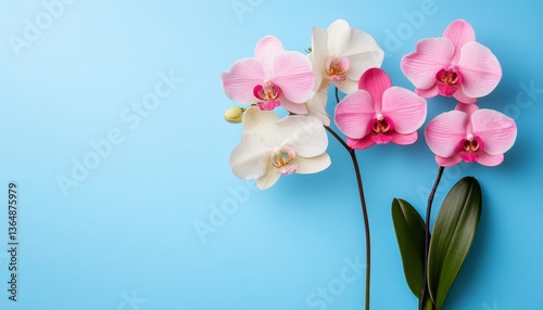 Pink and White Delicate Orchid Flowers on a Pastel Blue Background With Copy Space for Text