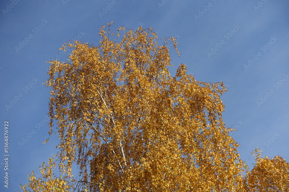 Fototapeta premium Bright blue sky and autumnal foliage of birch in mid October