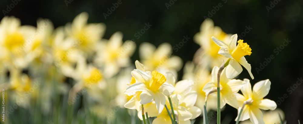 満開の水仙の花 満開の水仙の花