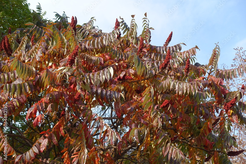 Light blue sky and autumnal foliage of Rhus typhina in mid October