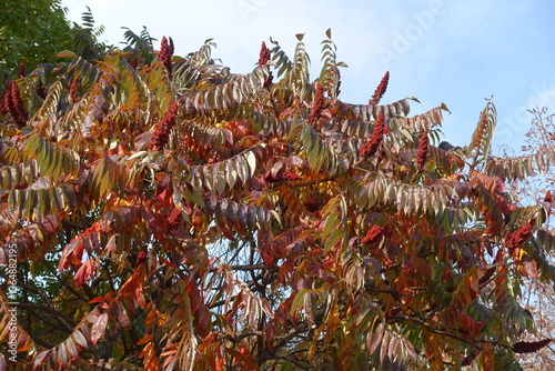 Obraz na płótnie Light blue sky and autumnal foliage of Rhus typhina in mid October w salonie