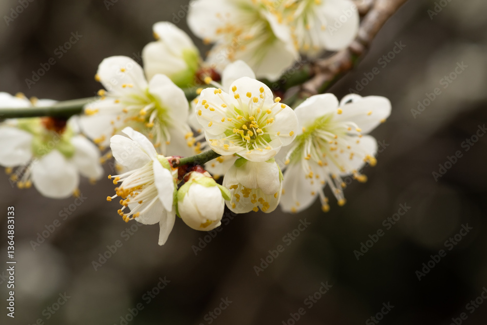 Obraz premium 雨に濡れた梅の花