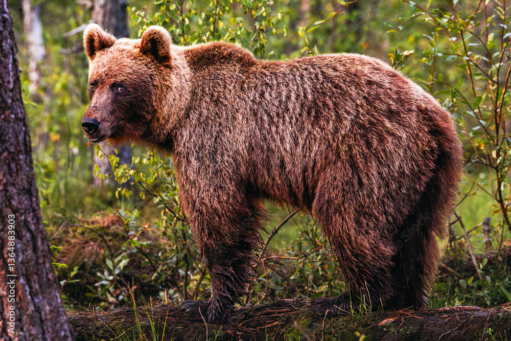 brown bear in the forest