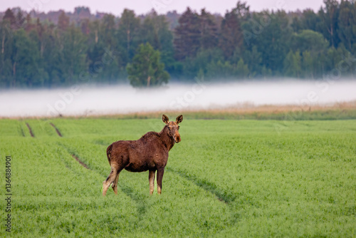 Obraz na płótnie moose in the field w salonie