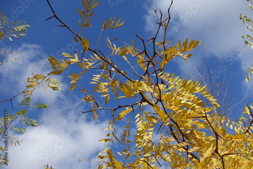 Deep blue sky and thorny branch of Gleditsia triacanthos with autumnal foliage in mid October photo