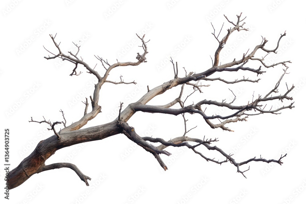 Tree branch driftwood plant white background. Tree branch driftwood plant white background.