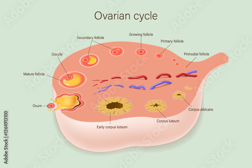 Ovulation. Ovarian cycle. Egg cell development. Ovary structure. Menstrual cycle. Female reproductive system.
