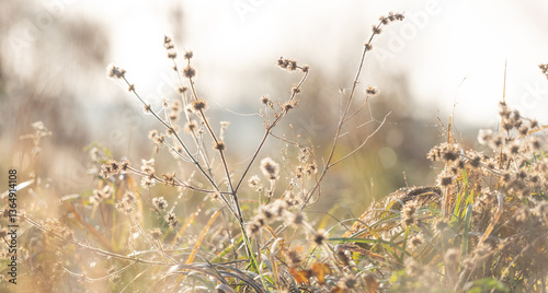 Dew-Laden Spiderwebs Adorn Withered Grass In Foggy Macro Photography