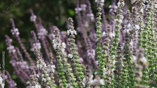 Beautiful white and purple flowers of Basil (Ocimum basilicum) herbs with bees and backlight bokeh in the english perennial herb cottage garden.	