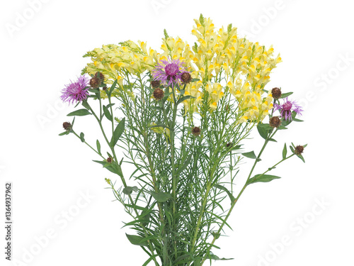 Wild flowers of purple Wig knapweed and yellow flowers of toadflax isolated on white photo