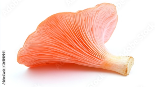 Single, Fresh, Raw Pink Oyster Mushroom, Pleurotus Djamor, Isolated on a White Background, Close Up photo