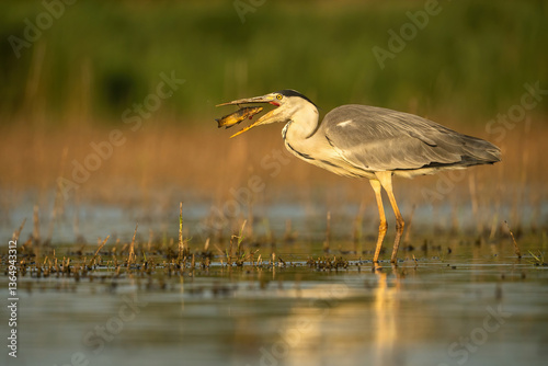 Grey Heron (Ardea cinerea). Heron Swallowing Fish in Profile. Still waters with golden-lit background. Illuminated side view and wide gape highlight the success of the hunt.